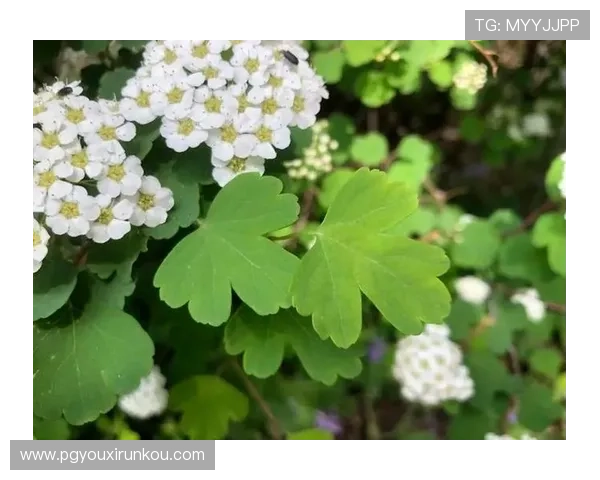 用户热议PG赏金船长免费试玩平台，体验多样游戏内容享受免费试玩的极致乐趣